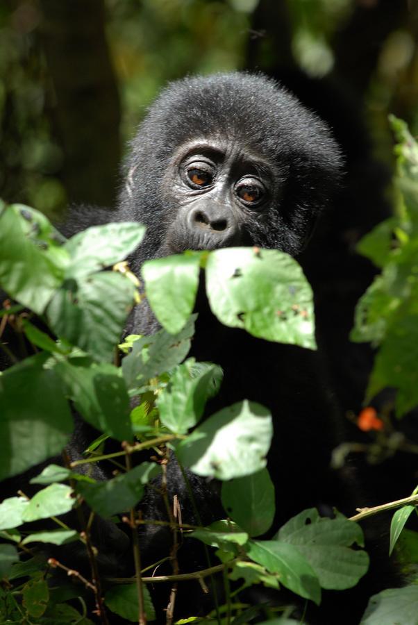 Nkuringo Bwindi Gorilla Lodge Luaran gambar
