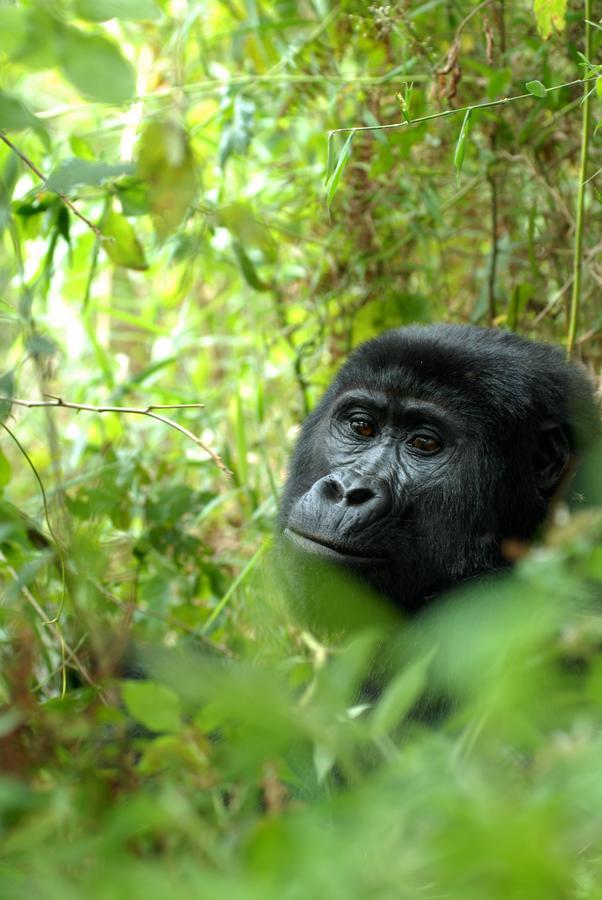 Nkuringo Bwindi Gorilla Lodge Luaran gambar