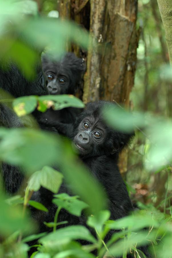 Nkuringo Bwindi Gorilla Lodge Luaran gambar